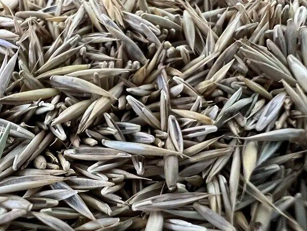 Close-up turfgrass seed