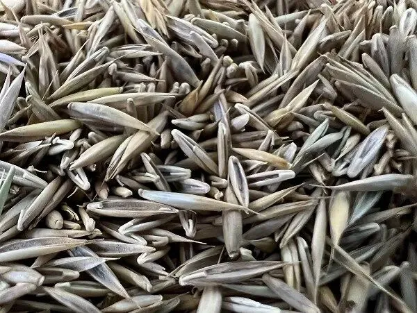 Close-up turfgrass seed